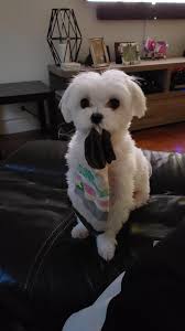 Terrier Maltese Irki Yavruyu Sahiplenenlerin Uygulamasi Gereken 9 Kural