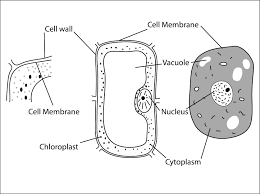 Draw well labeled diagram of a typical plant cell. Q5 Make Sketches Of Animal And Lido