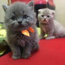 satilik british shorthair izmir satilik kedi yavrulari