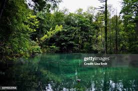 4,070 Lisa Forest Stock Photos, High-Res Pictures, and Images