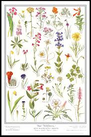 Download Utah Wildflower Poster A Unique Garden Gift Store