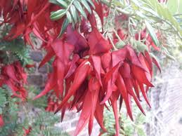 Image result for Phragmanthera crassicaulis