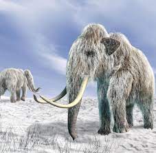 Vorgeschichte wollige mammut stegosaurus dinosaurier, kreative prähistorische tiere, uralt, tier, kunst png. Das Mammut Als Dampfwalze In Sibirien Irre Idee Oder Sinnvoll Welt