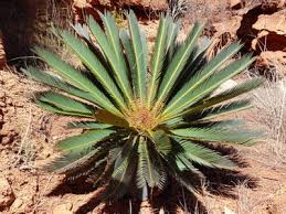 Image result for Hildegardia migeodii