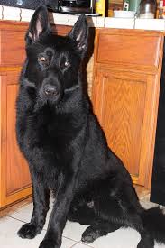 Black german shepherd puppy on one 16 inch square fabric panel. Black German Shepherd Browning Haus German Shepherds