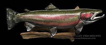 This is a 17 inch rainbow trout skin mount with a cast head to eliminate oily residue. Rainbow Trout Fish Mounts Replicas By Coast To Coast Fish Mounts