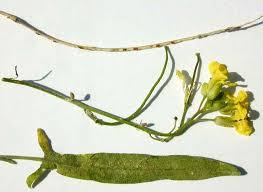 Image result for Sisymbrium orientale