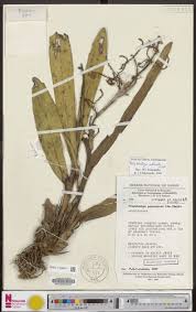 Image result for Polystachya odorata