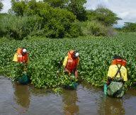 It's very easy to find some vacancy! Working For Water Wfw Programme Department Of Environmental Affairs