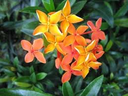Bunga asoka ini bisa dipakai sebagai menyembuhkan luka memar dengan meminum air rebusan dari bunga asoka ini yang ditambah dengan bunga mawar kering dan umbi daun dewa. Bunga Soka Freeing Mind From Sorrow Nimadesriandani
