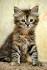 Siberian Cat Breed Information, Pictures, Characteristics ...