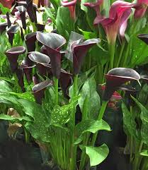 This guide includes locations, interactive map, how to farm, where to get and where to find calla lily! Ace Of Spathes Winnipeg Free Press Homes