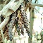 Image result for Ancistrorhynchus clandestinus