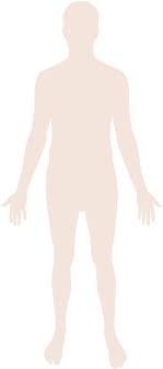 Head skull neck spine shoulder arm elbow forearm wrist hand finger chest thorax he. File Human Body Silhouette Svg Wikimedia Commons