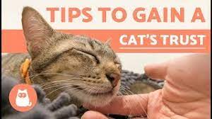 A great way to start the training is during their regular feeding. How To Gain The Trust Of A Cat Youtube