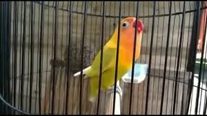 From 1.bp.blogspot.com namun, untuk mendapatkan lovebird ngekek konslet dengan durasi panjang, bukan perkara yang mudah untuk dilakukan ada beberapa hal yang penting untuk di perhatikan dan di terapkan dalam perawatannya. Cara Bikin Burung Lb Konslet Contoh Lif Co Id
