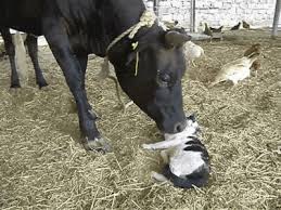 Mama cat and her kittens. Cow Gif Id 208860 Gif Abyss