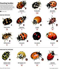 We did not find results for: Beetles Ohio Lady Beetle Beetle Birds Bees Butterflies