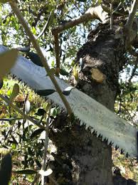 In this video i will be showing you 6 aspects to take into account to take care of or before buying your olive tree. How To Care For Olive Trees Through The Seasons Dengarden