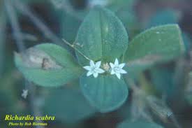 Image result for Richardia scabra