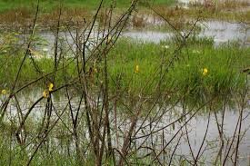 Image result for Aeschynomene cristata