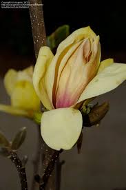 Image result for magnolie sunsation