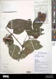 Image result for Strychnos gossweileri