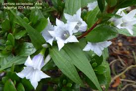 Image result for Gentiana asclepiadea alba