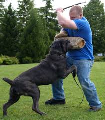 Iron Mountain K9 S Soldier A Cane Corso Standing Toe To Toe With The Helper During Training Military Dogs Cane Corso Police Dogs