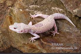 We did not find results for: Leopardgecko Eublepharis Macularius Bell Albino Enigma Kaufen