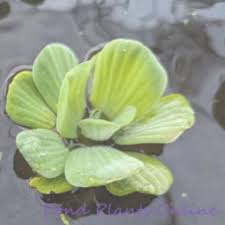Image result for Pistia