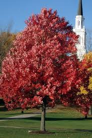 Pin On Plants For Fall Color