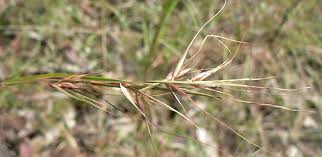 Image result for Themeda