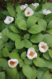 Image result for Cassipourea obovata