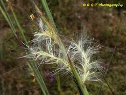 Image result for Andropogon eucomus