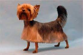 Epingle Par Agneta Groning Sur Dogs Toilettage Chien Chien Mignon Photo Animaux