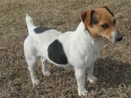As you can see, there are a plethora of names that touch upon their fearless spirit, including scout, rascal, scrappy, and moose. Female Jack Russell Terrier How To Adopt And Cost