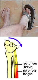 Peroneal group of muscles are involved in eversion joint movement. Eversion Of Foot Definition Movement Video Lesson Transcript Study Com