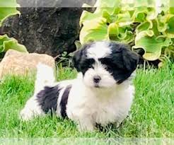 Our teddy bear puppies for sale in north carolina are bred for health & quality. View Ad Zuchon Puppy For Sale Near Illinois Orland Park Usa Adn 133470