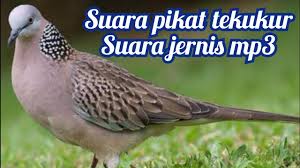 Keqing is a character from. 46 Download Suara Burung Tekukur Info Lagu Baru