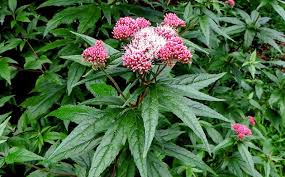 Type in mary janes farm on magfinder to find out where you can buy maryjanesfarm! Weed Wannabes 10 Plants That Look Like Cannabis But Aren T Herbies
