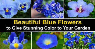 Often growers add blue dye to water which causes white flowers to turn blue. Stunning Types Of Blue Flowers With Pictures And Names
