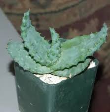 Image result for Aptosimum marlothii