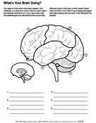 This is a coloring page and worksheet set for the human body systems and can be used for the structure and function unit for 4th grade. Coloring Pages And Worksheets Ask A Biologist