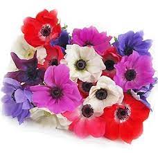Anemone Anemone Flower Colors Pink Anemone Centerpiece Ideas Wholesale Flowers Anemone Flower Online Wedding Flowers