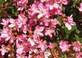 Piante sempreverdi, piante perenni, vendita piante sempreverdi online. Giardini Mgf Le Varieta Piu Adatte Per Realizzare Siepi Basse 80 120 Cm