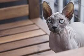 Cats that shed, low shedding cats or cats that don't shed alike needs care for their fur and coats; 11 Cat Breeds That Don T Shed Or Are Very Low Shedding