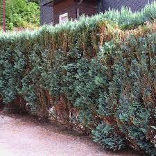 Wann empfiehlt es sich, die thujahecke zu schneiden? Wie Stark Kann Ich Eine Hecke Zuruck Schneiden Baumpflegeportal