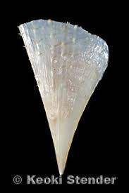 Image result for Nidorella pinnata