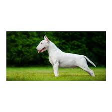 We did not find results for: Cute Portait Miniature Bull Terrier Puppy Dog Bath Hand Towel Cool Bull Terrier Dogs Beach Sports Towels Gifts Micorfibre Soft Bath Towels Aliexpress
